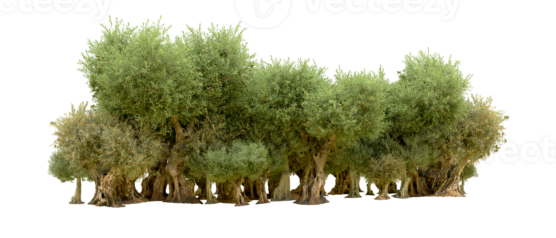 Green forest isolated on background. 3d rendering - illustration png