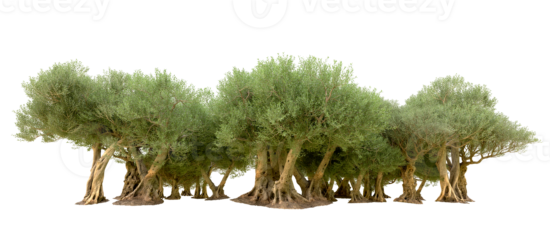 Green forest isolated on background. 3d rendering - illustration png