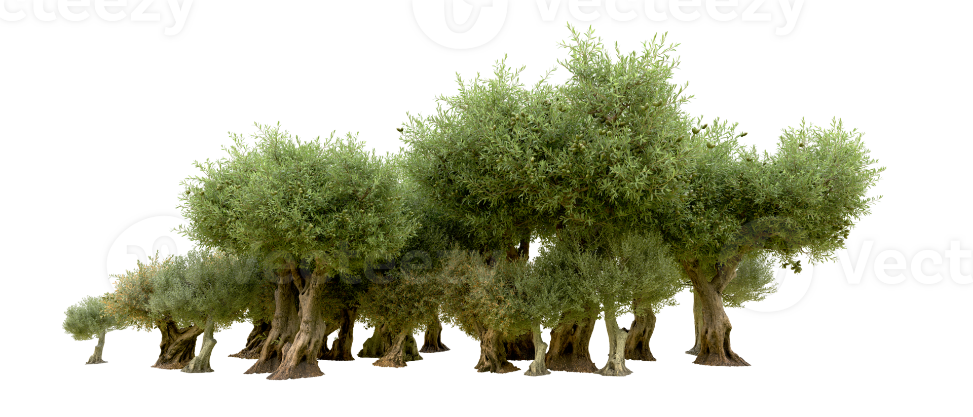 Green forest isolated on background. 3d rendering - illustration png
