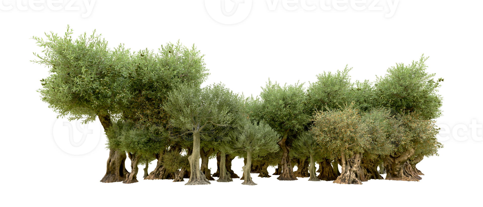 Green forest isolated on background. 3d rendering - illustration png