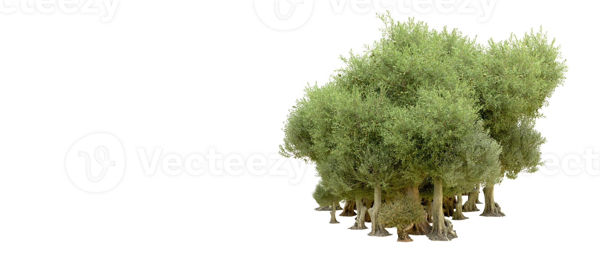 Green forest isolated on background. 3d rendering - illustration png