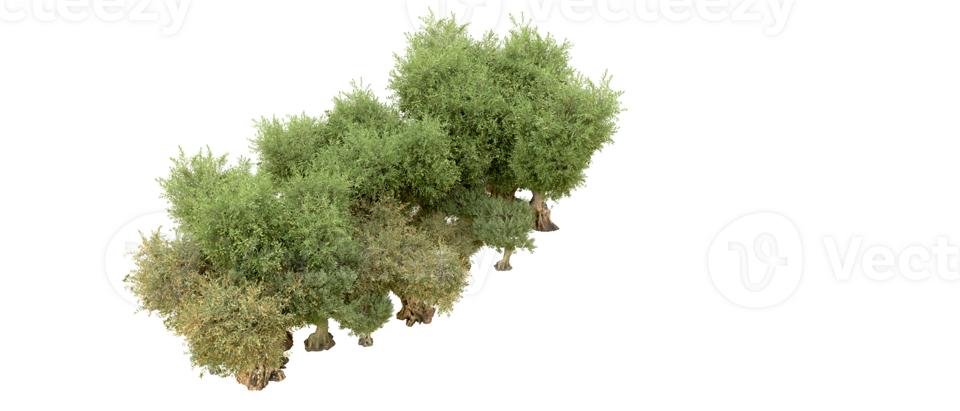 Green forest isolated on background. 3d rendering - illustration png