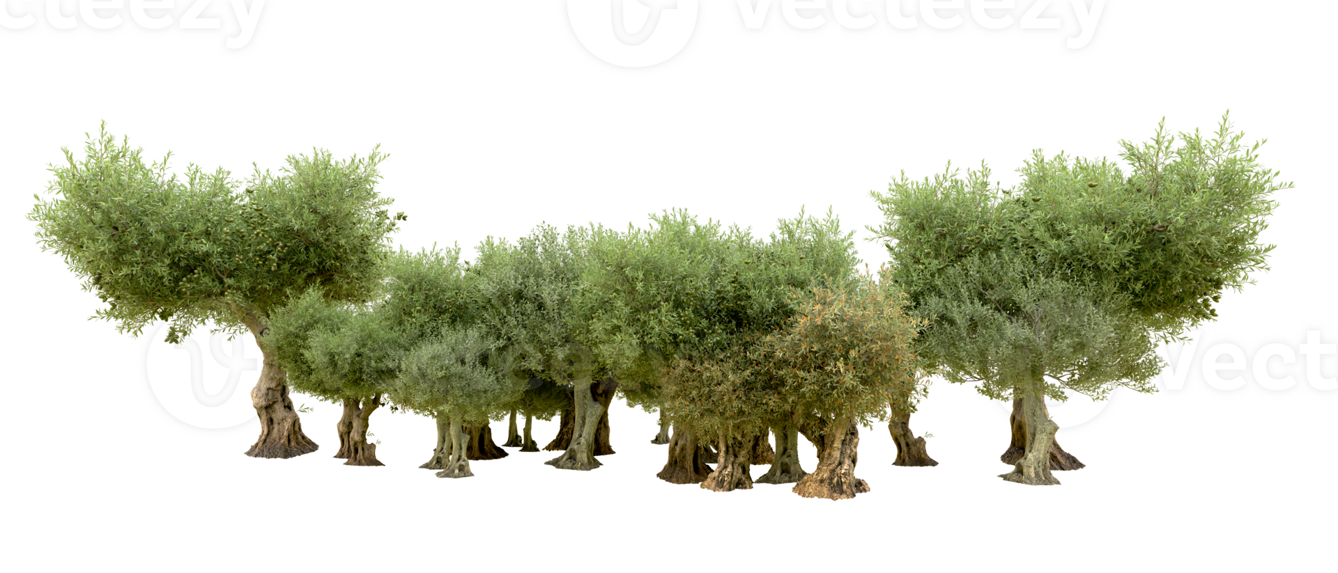 Green forest isolated on background. 3d rendering - illustration png