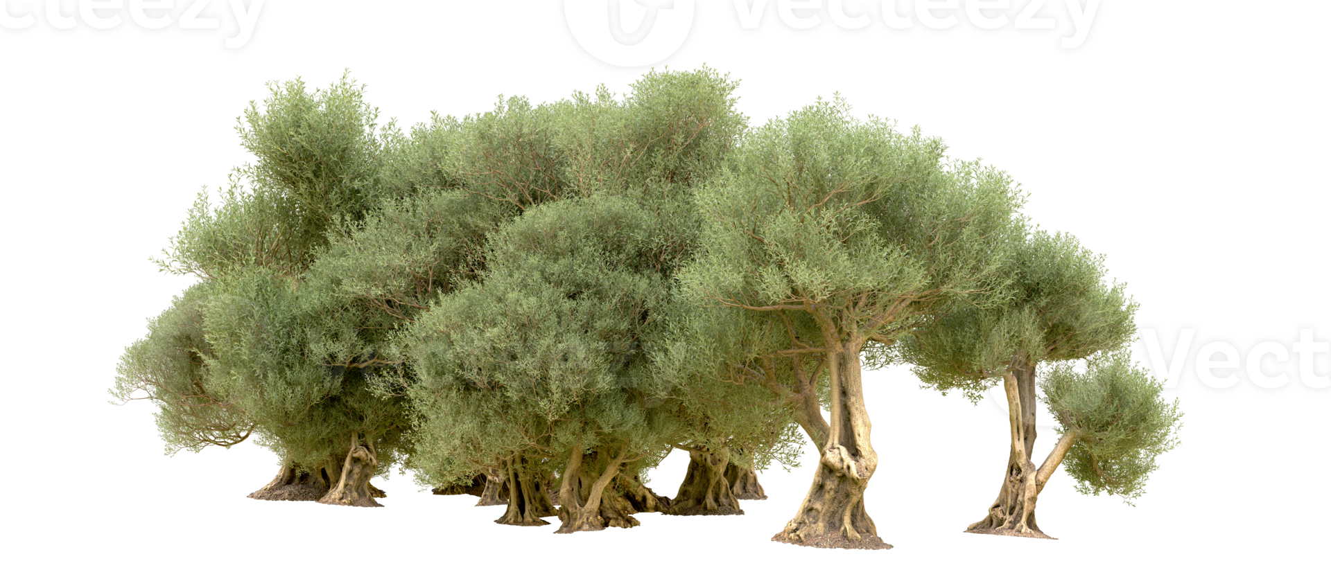 Green forest isolated on background. 3d rendering - illustration png