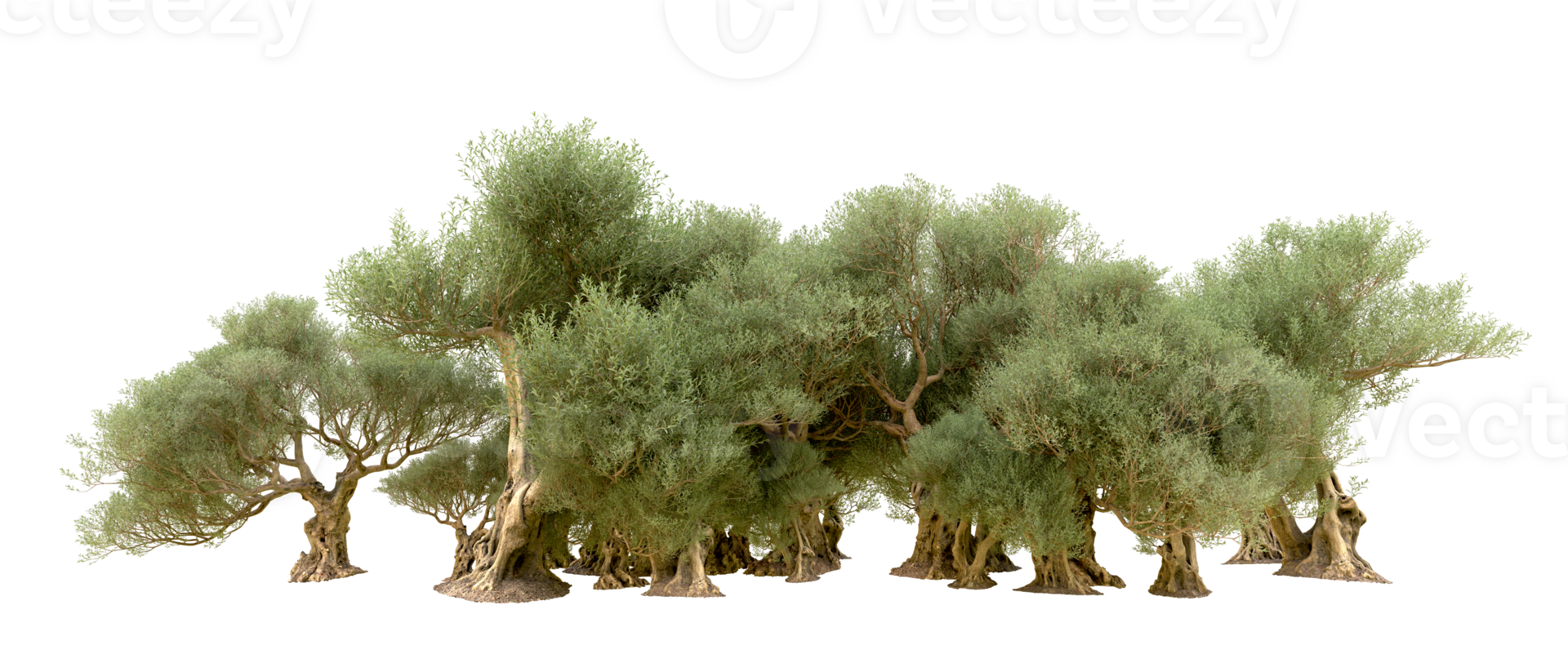 Green forest isolated on background. 3d rendering - illustration png