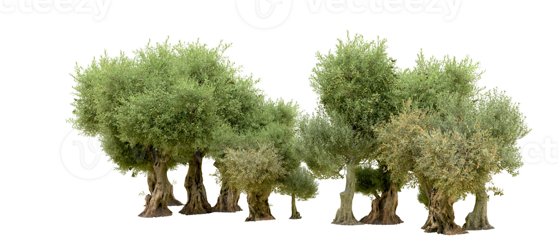 Green forest isolated on background. 3d rendering - illustration png