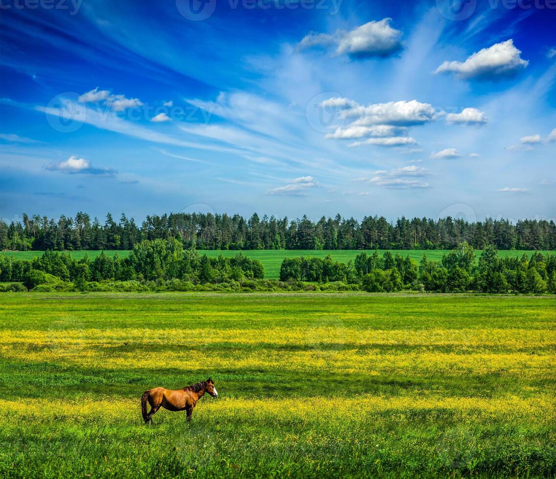 primavera verano verde paisaje paisaje con caballo foto