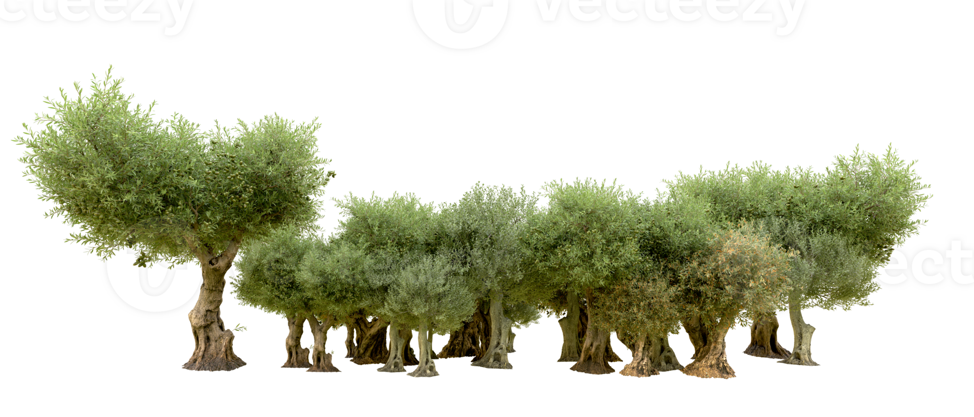 Green forest isolated on background. 3d rendering - illustration png