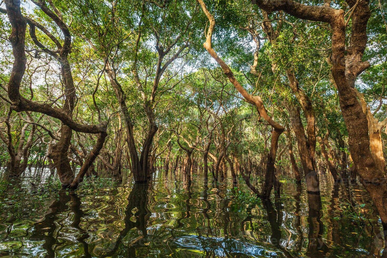 Flooded trees in mangrove rain forest photo