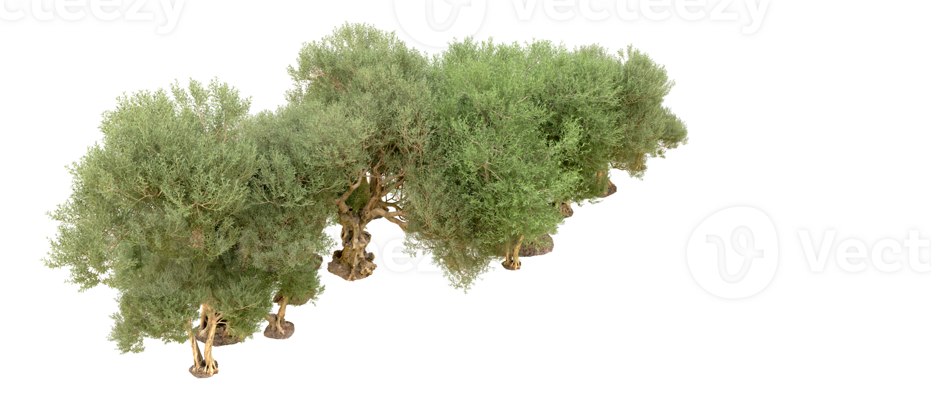 Green forest isolated on background. 3d rendering - illustration png