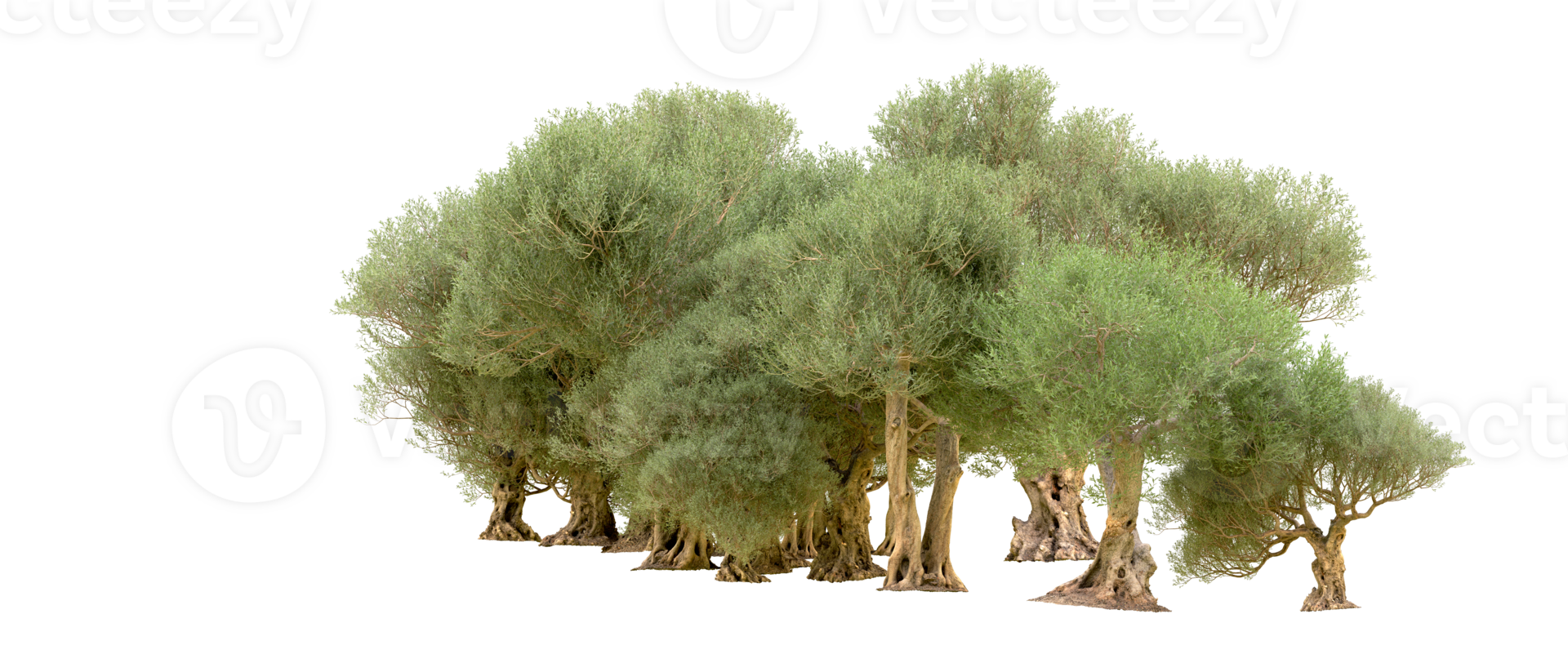 Green forest isolated on background. 3d rendering - illustration png