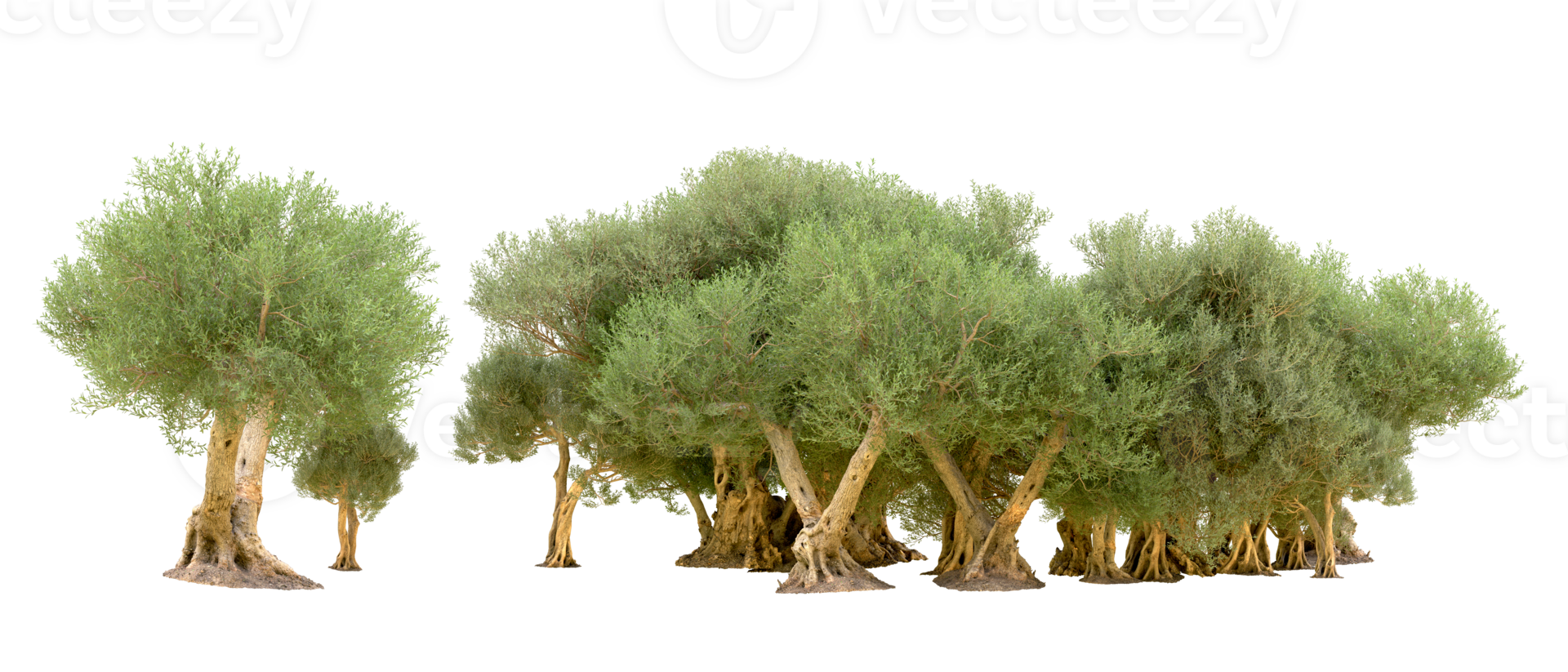 Green forest isolated on background. 3d rendering - illustration png