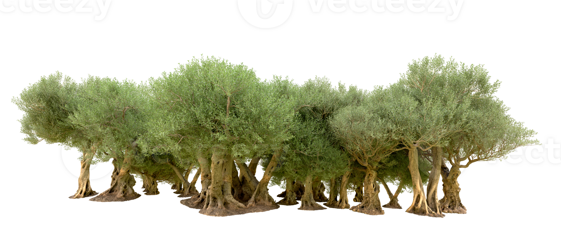 Green forest isolated on background. 3d rendering - illustration png