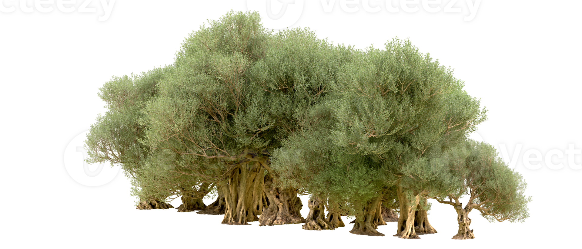 Green forest isolated on background. 3d rendering - illustration png