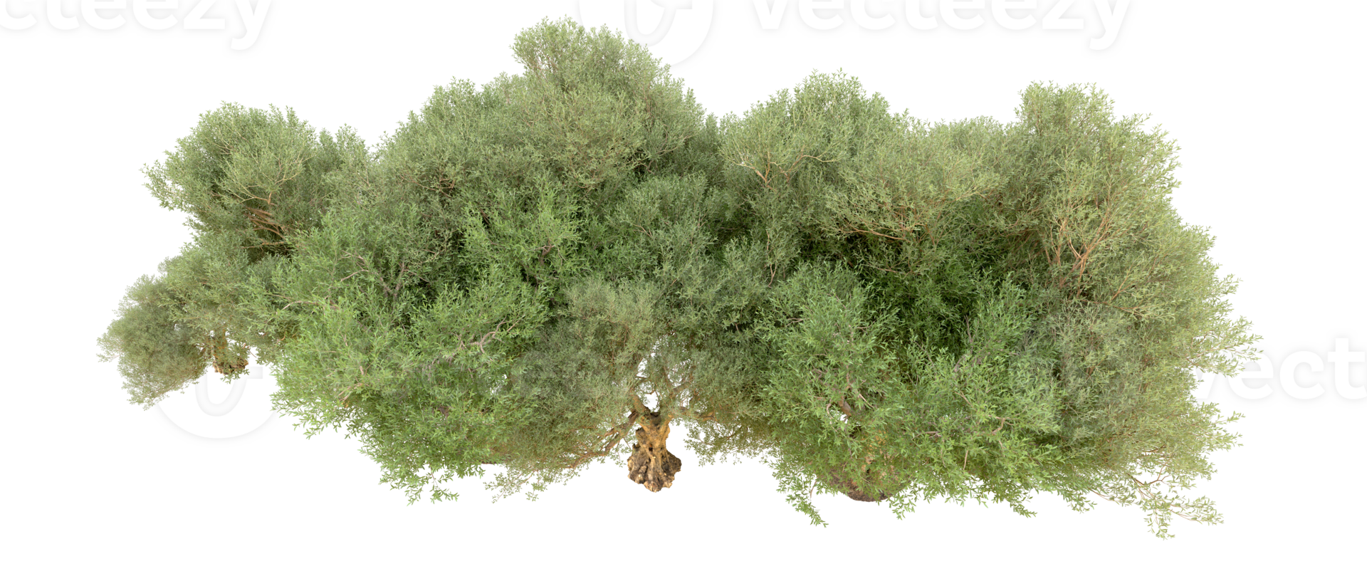 Green forest isolated on background. 3d rendering - illustration png