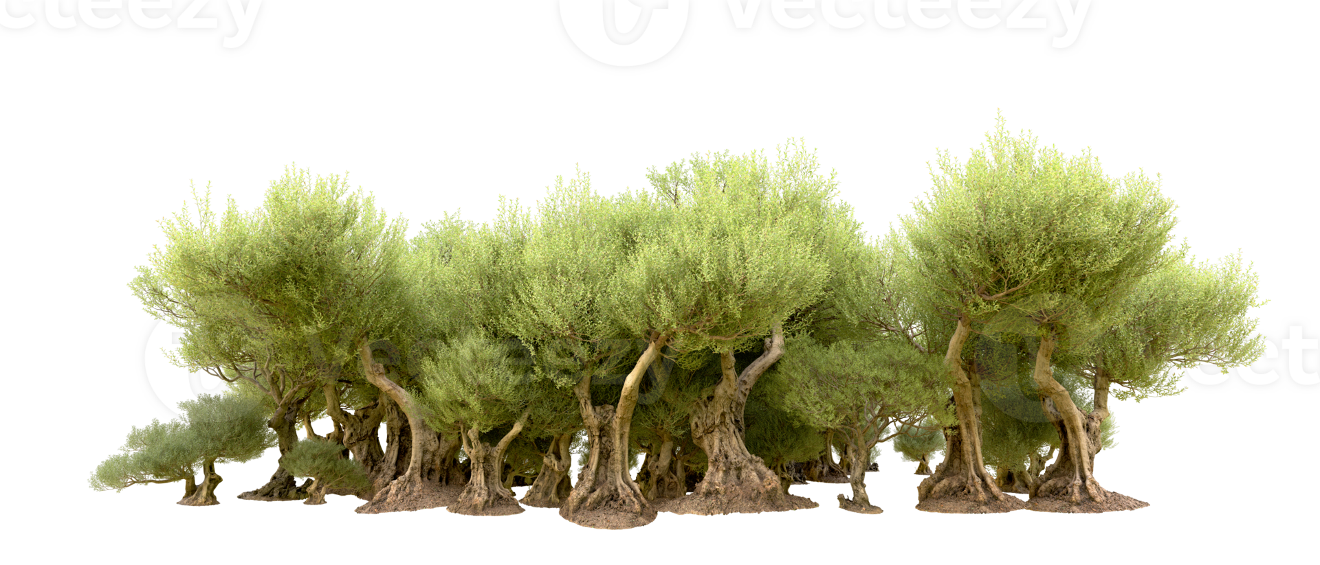 Green forest isolated on background. 3d rendering - illustration png