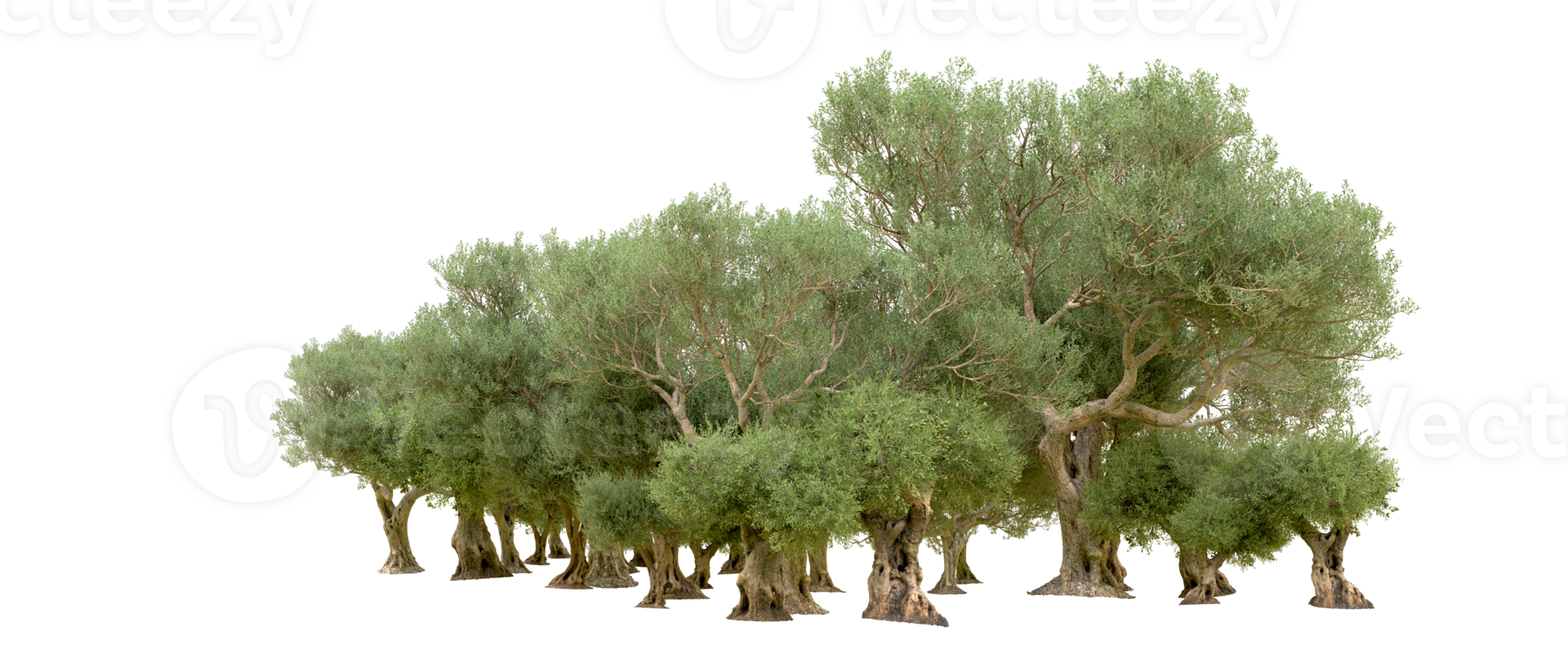 Green forest isolated on background. 3d rendering - illustration png