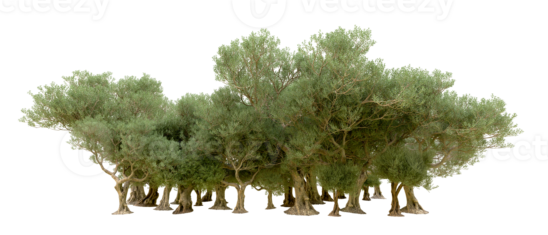 Green forest isolated on background. 3d rendering - illustration png