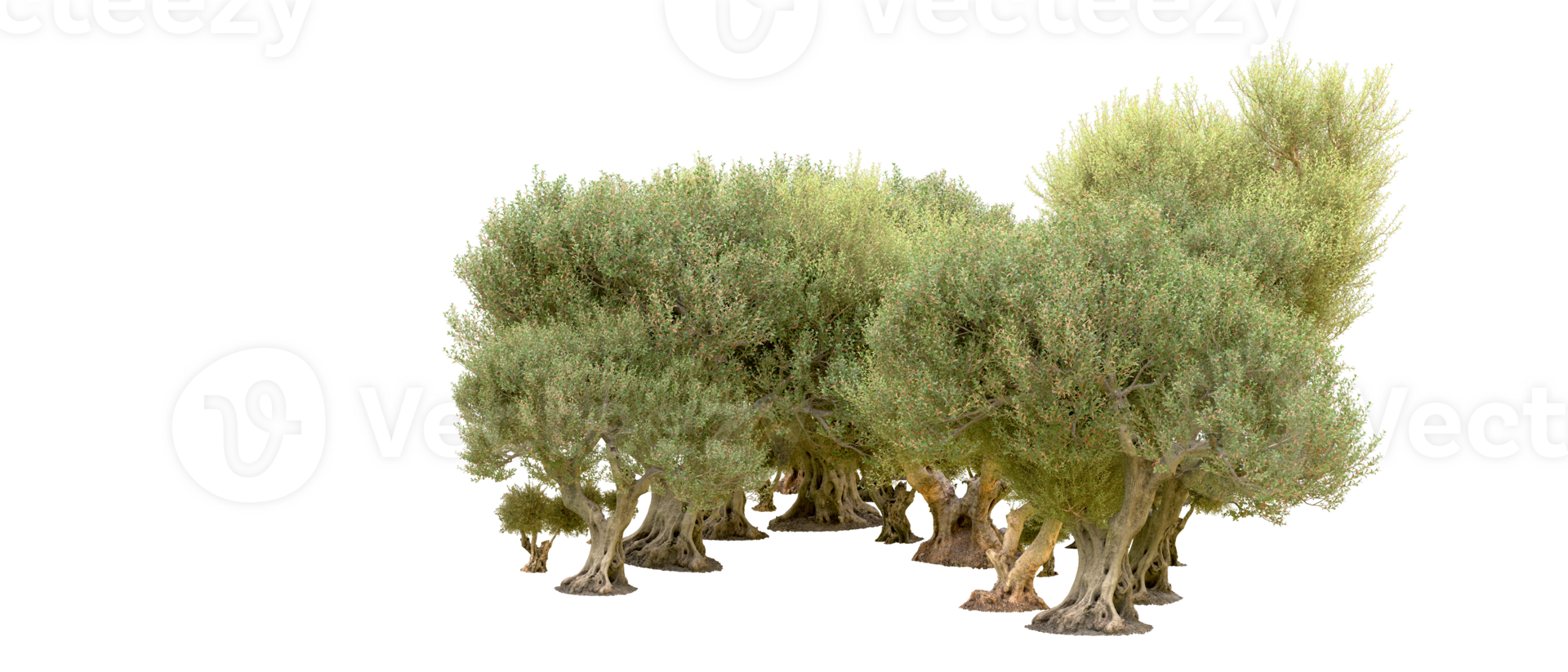 Green forest isolated on background. 3d rendering - illustration png