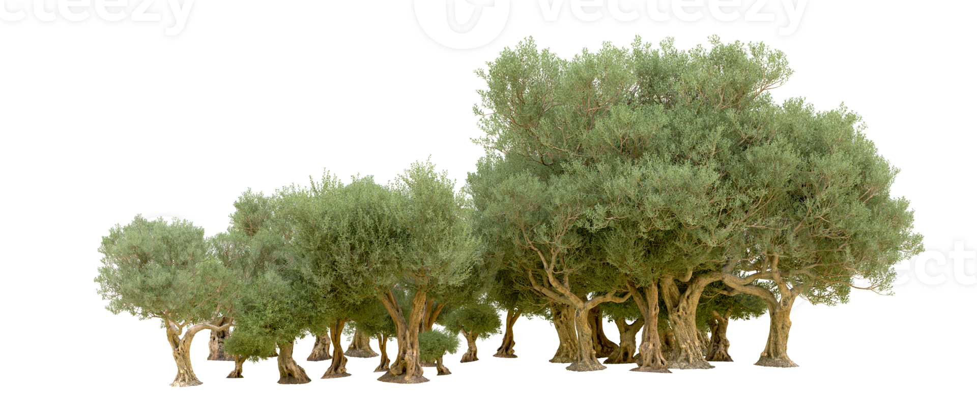 Green forest isolated on background. 3d rendering - illustration png