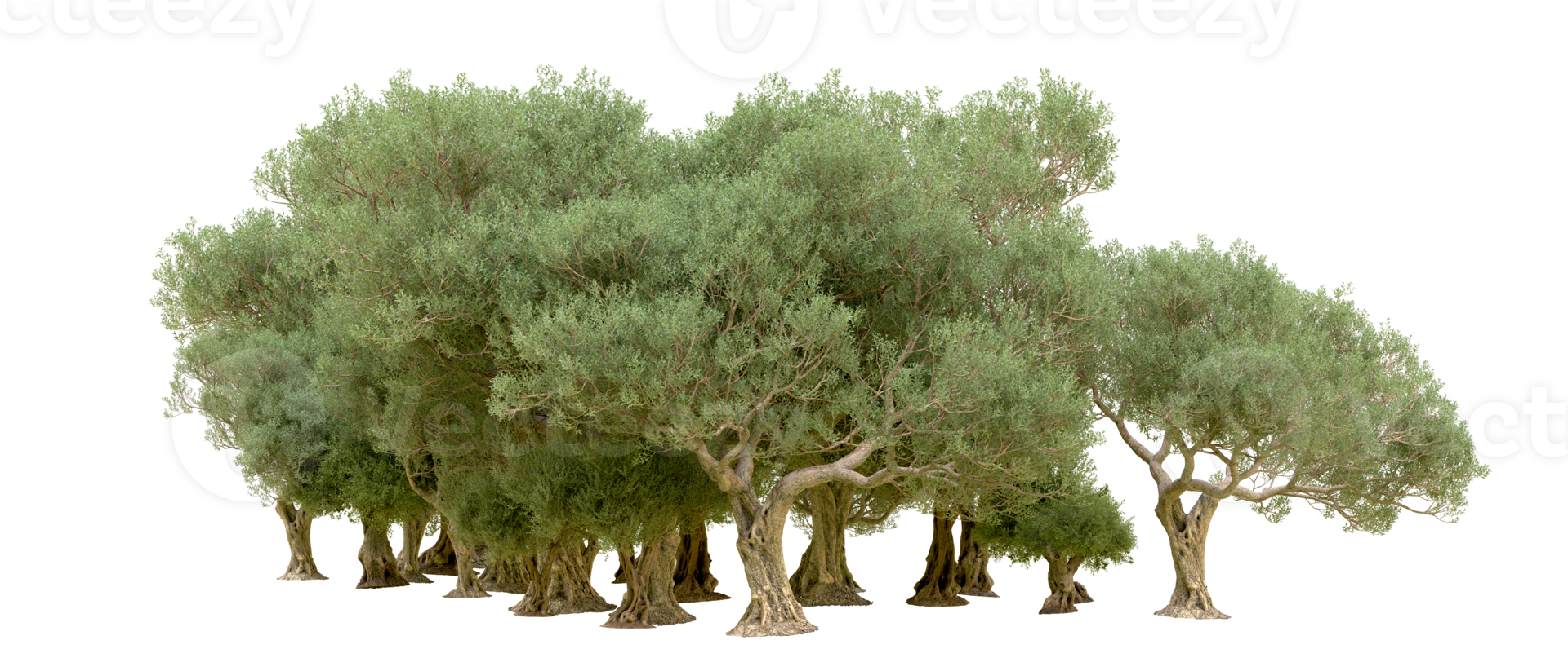 Green forest isolated on background. 3d rendering - illustration png