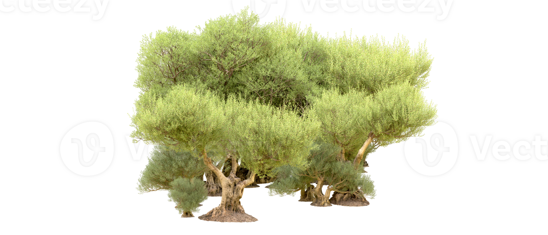 Green forest isolated on background. 3d rendering - illustration png