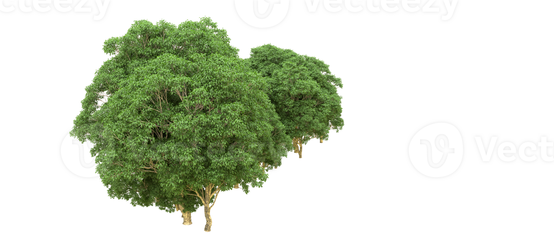 Green forest isolated on background. 3d rendering - illustration png