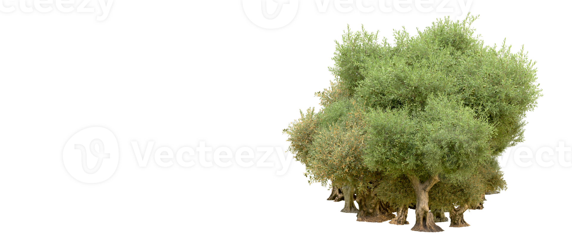 Green forest isolated on background. 3d rendering - illustration png