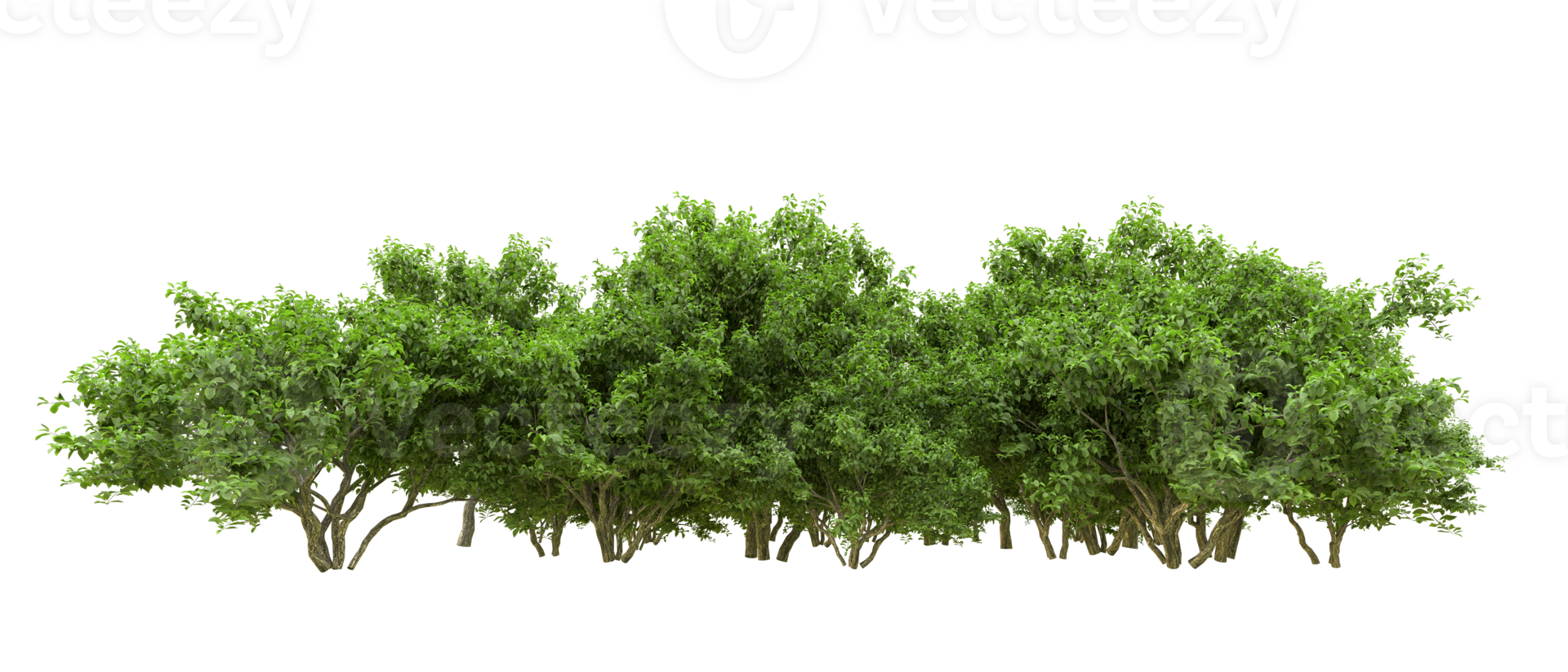 Green forest isolated on background. 3d rendering - illustration png