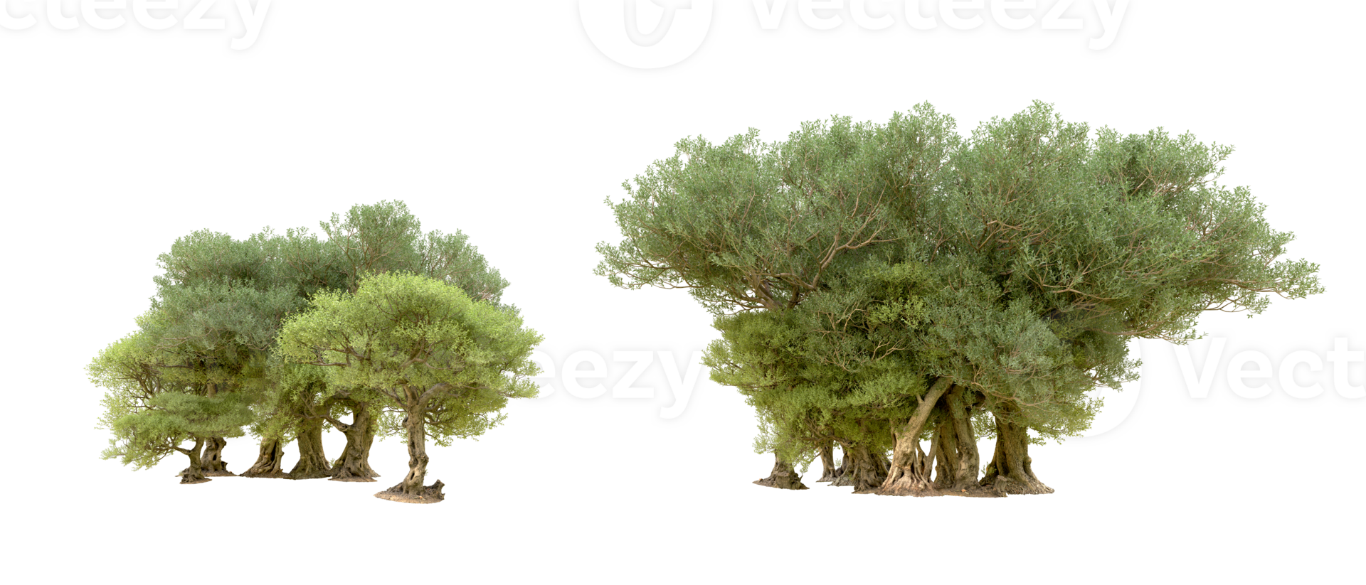 Green forest isolated on background. 3d rendering - illustration png
