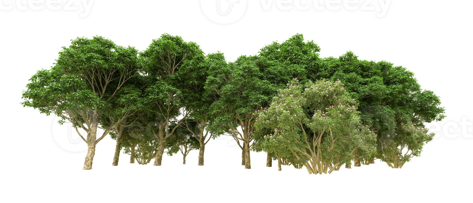 Green forest isolated on background. 3d rendering - illustration png