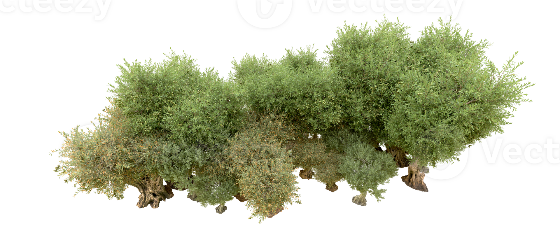 Green forest isolated on background. 3d rendering - illustration png