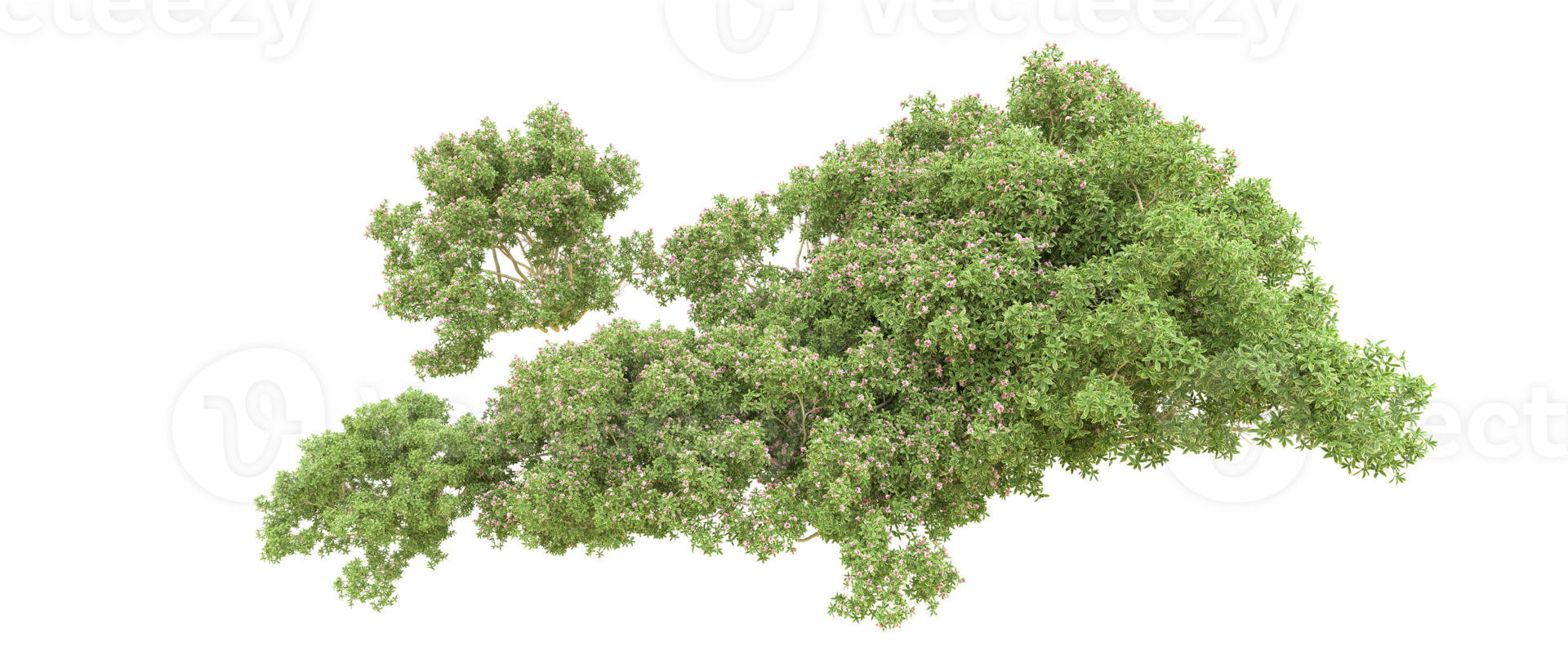Green forest isolated on background. 3d rendering - illustration png