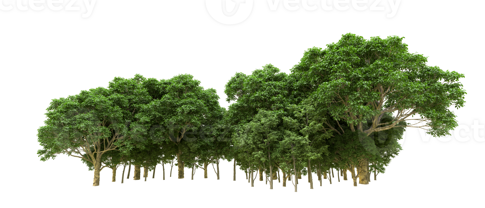 Green forest isolated on background. 3d rendering - illustration png