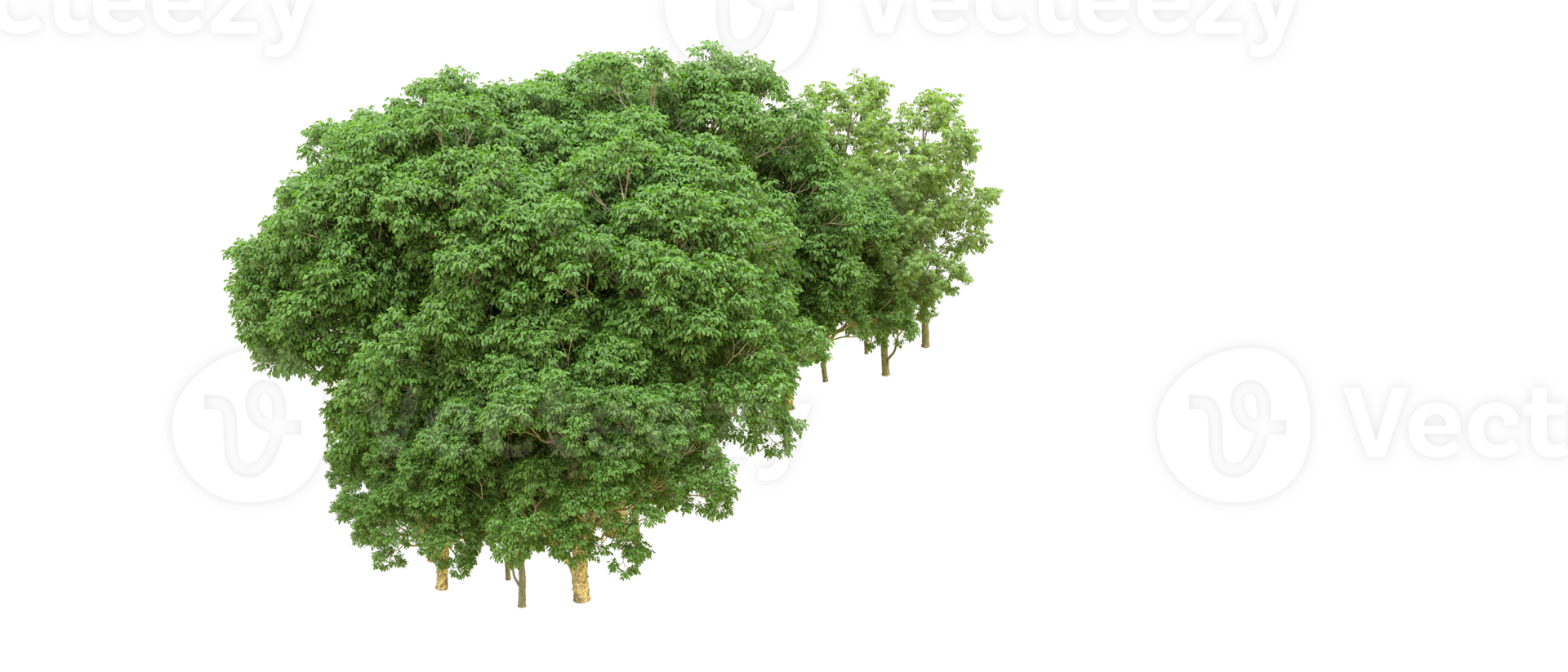 Green forest isolated on background. 3d rendering - illustration png