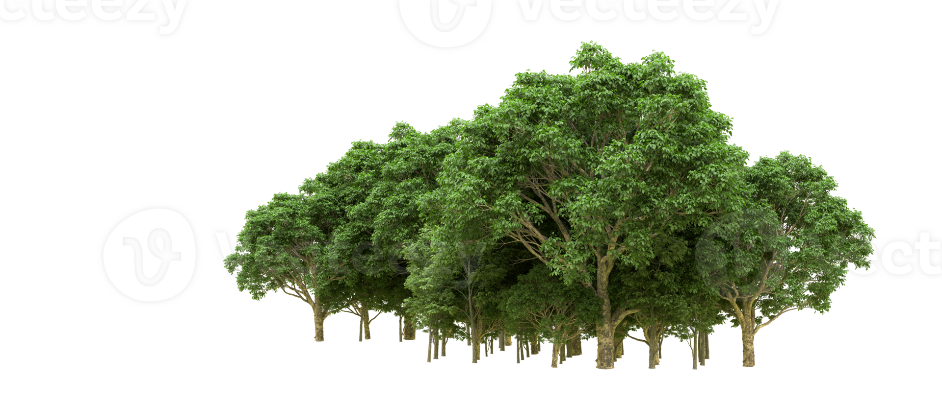 Green forest isolated on background. 3d rendering - illustration png