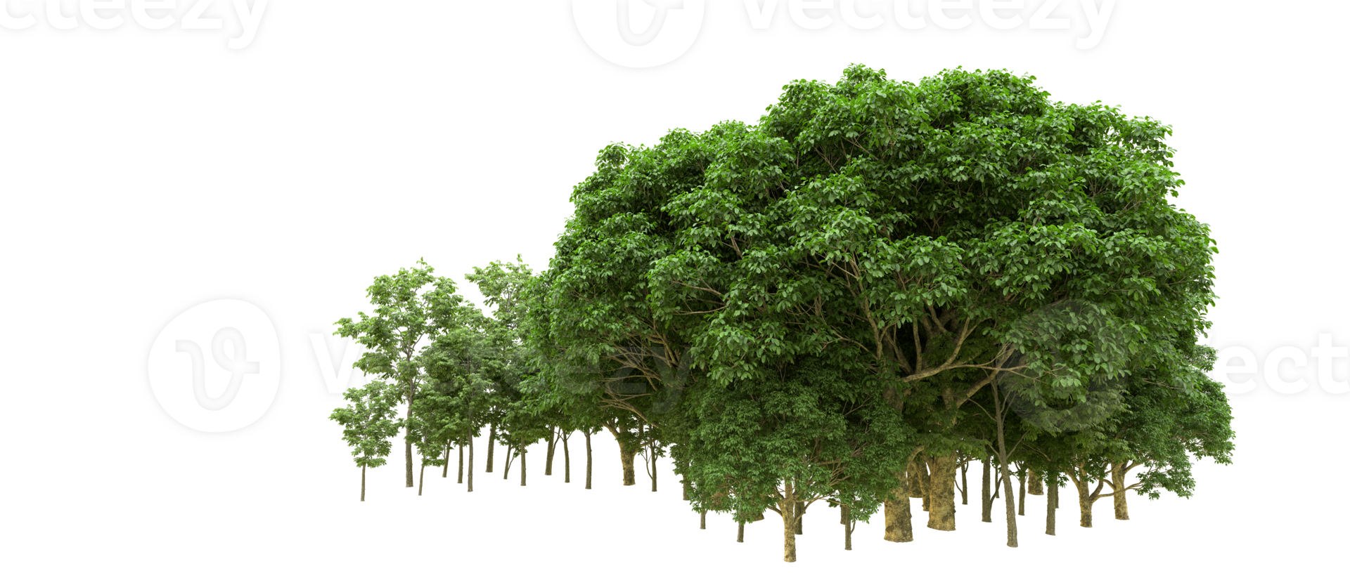 Green forest isolated on background. 3d rendering - illustration png
