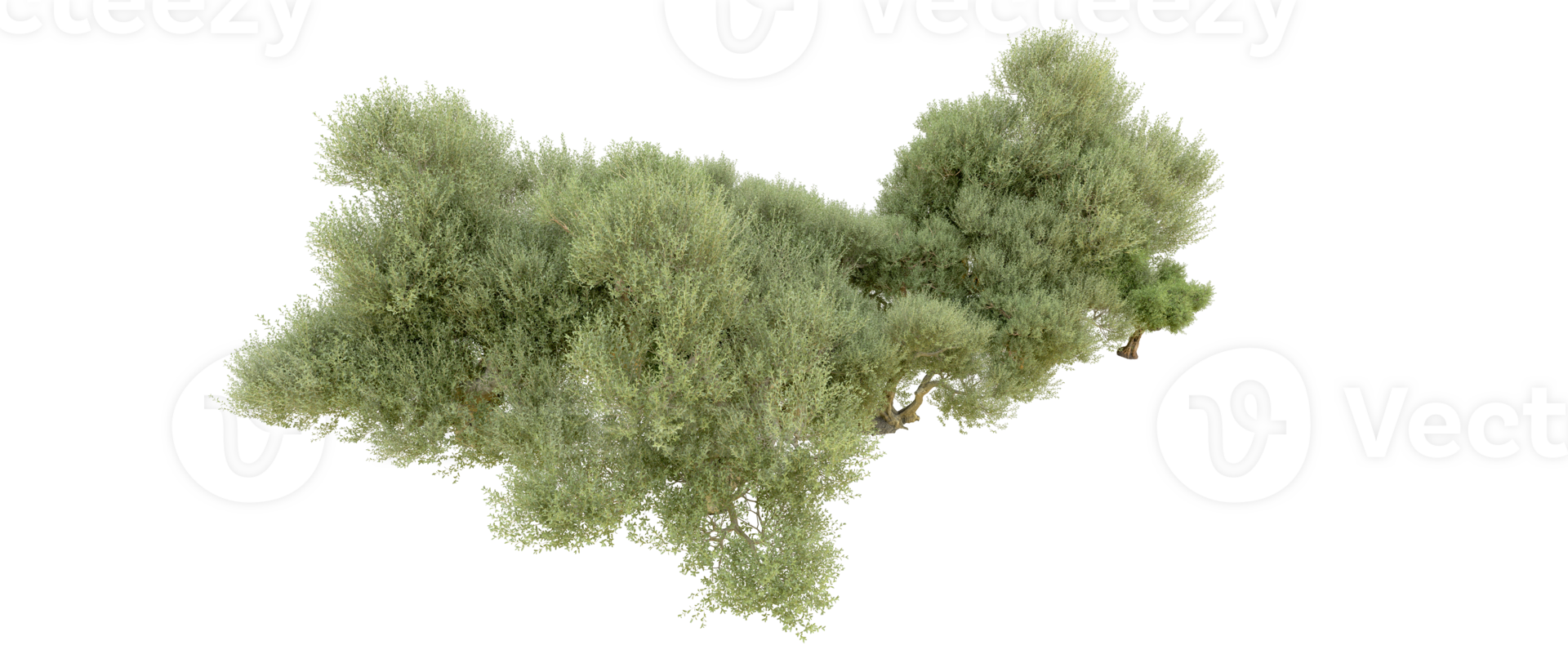 Green forest isolated on background. 3d rendering - illustration png