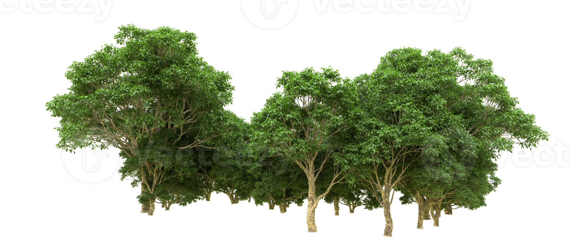 Green forest isolated on background. 3d rendering - illustration png