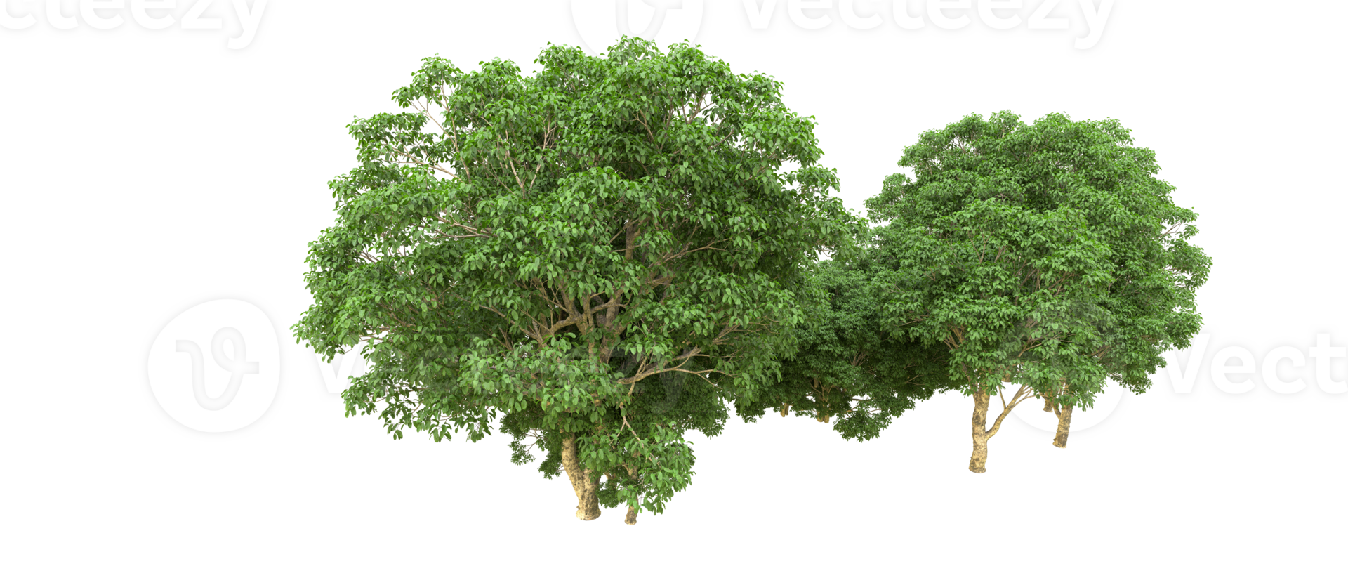 Green forest isolated on background. 3d rendering - illustration png