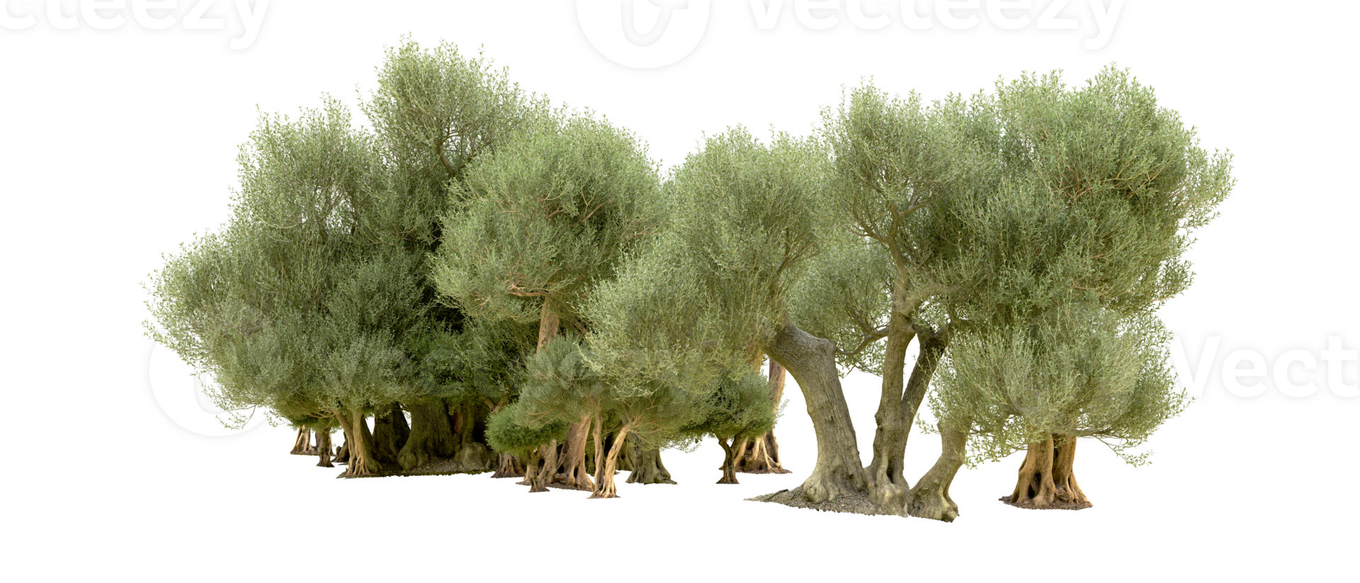 Green forest isolated on background. 3d rendering - illustration png