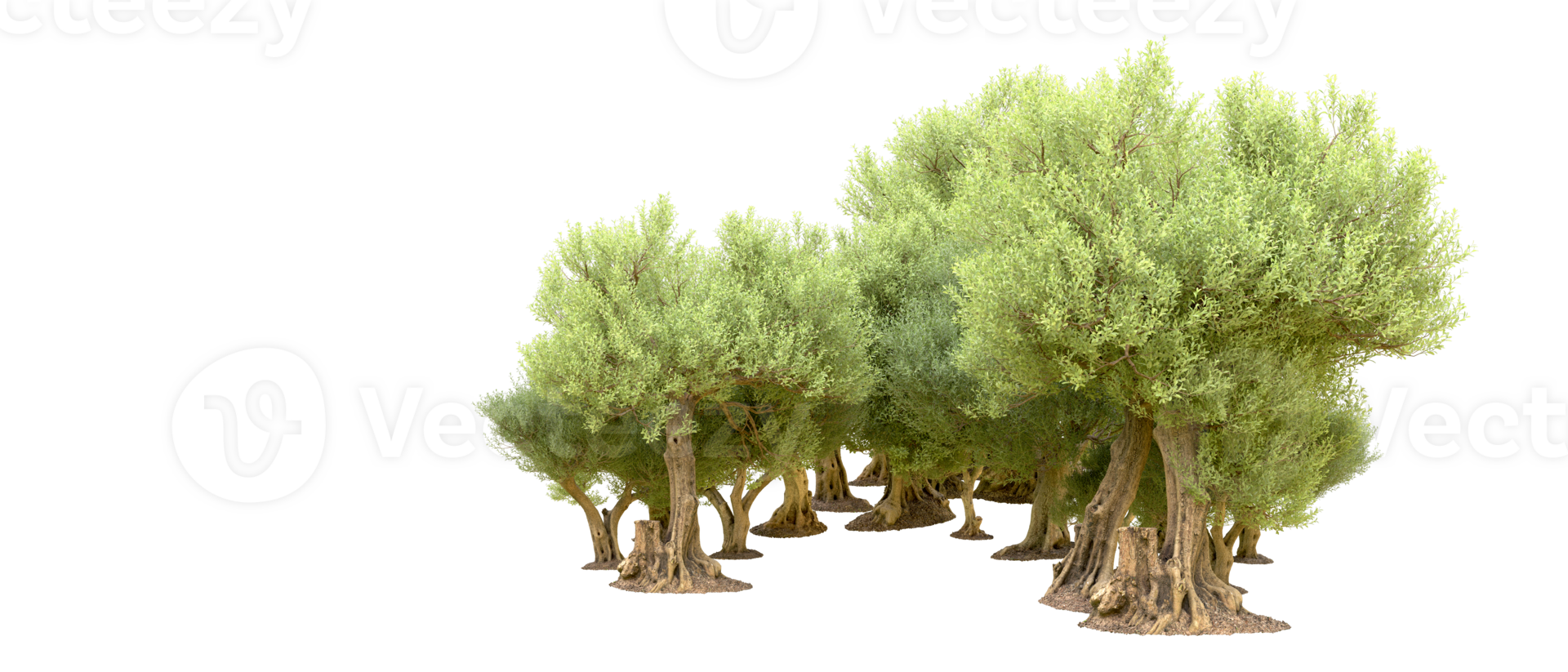 Green forest isolated on background. 3d rendering - illustration png