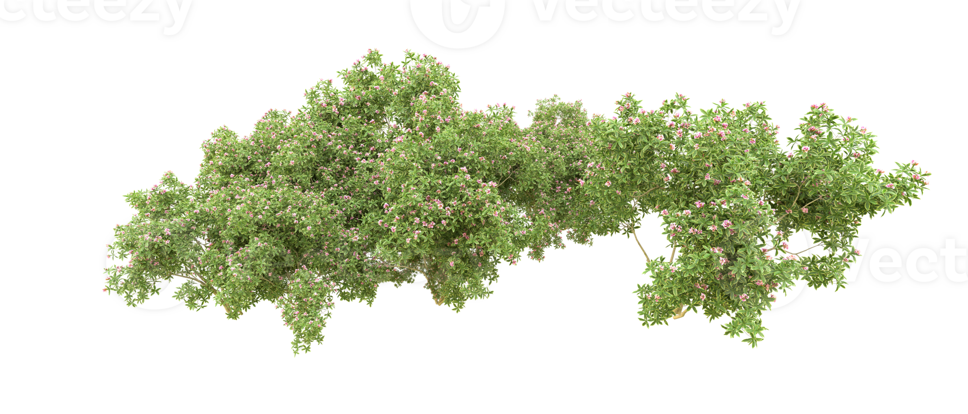 Green forest isolated on background. 3d rendering - illustration png