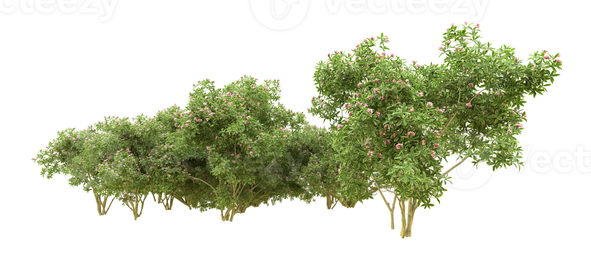 Green forest isolated on background. 3d rendering - illustration png