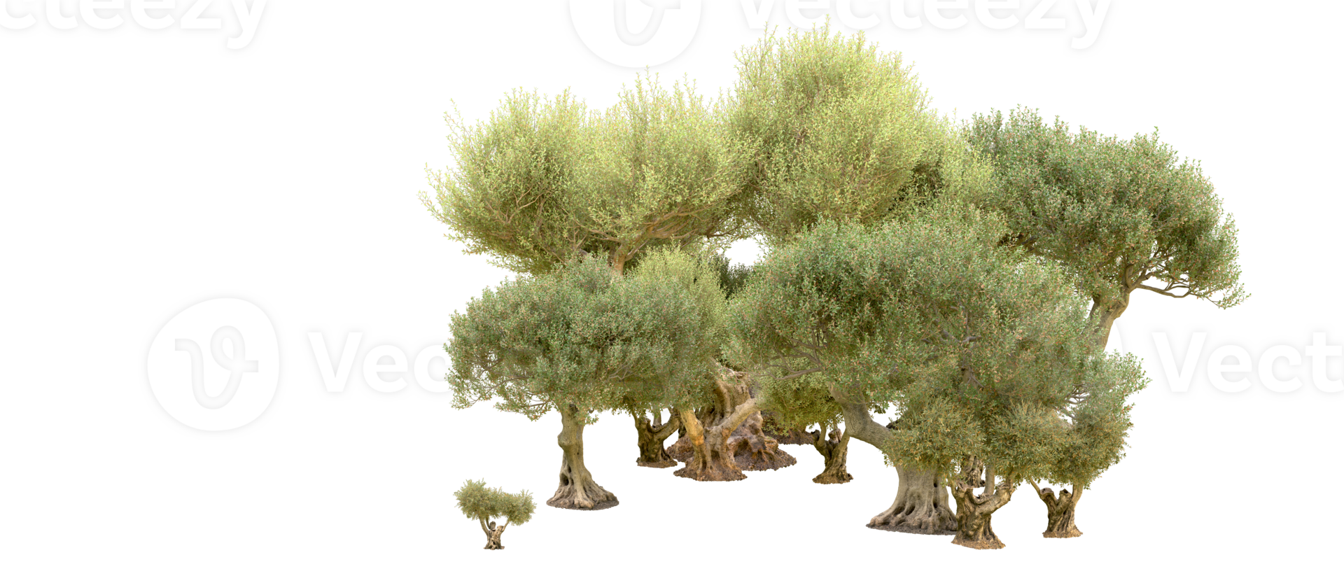 Green forest isolated on background. 3d rendering - illustration png