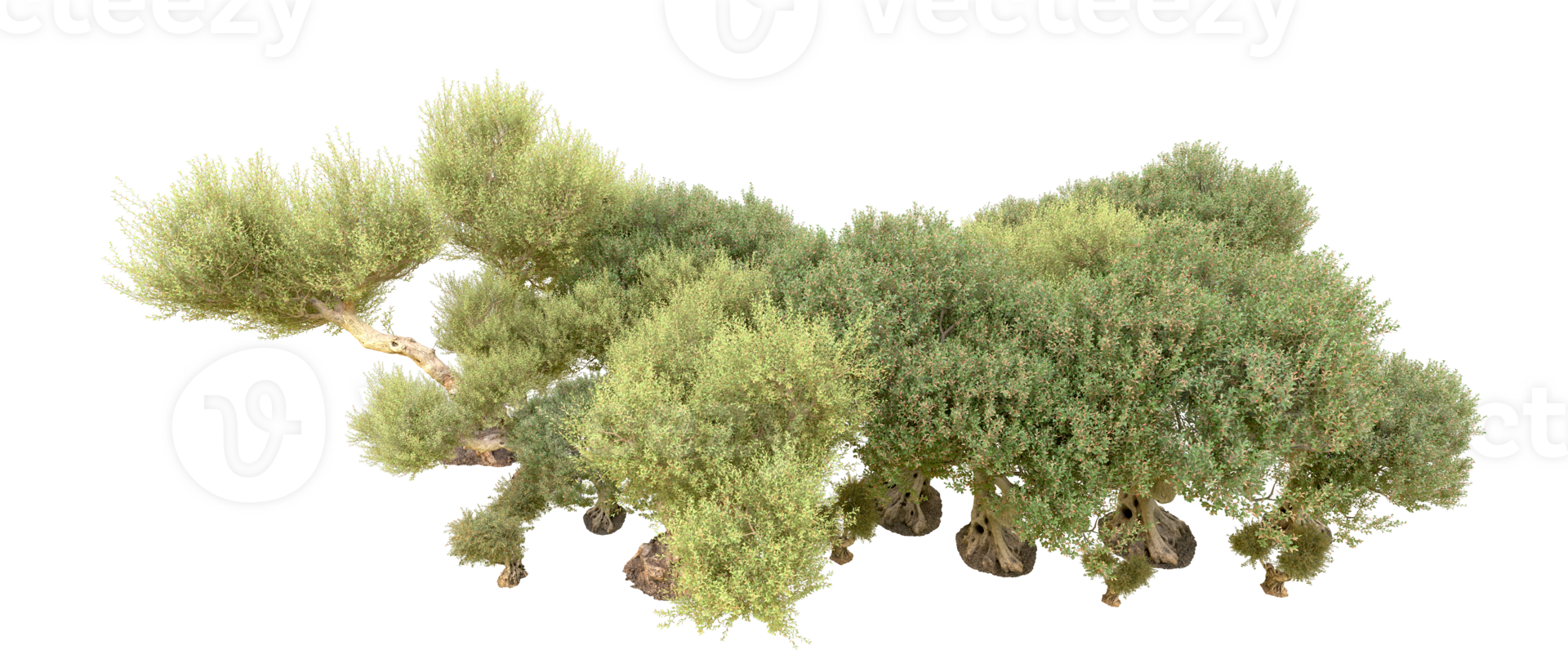 Green forest isolated on background. 3d rendering - illustration png