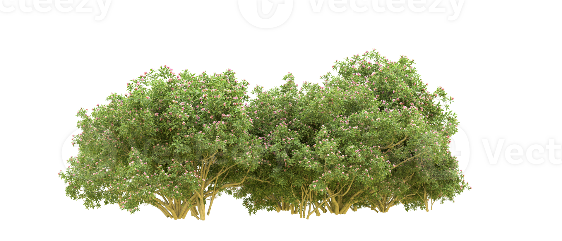 Green forest isolated on background. 3d rendering - illustration png