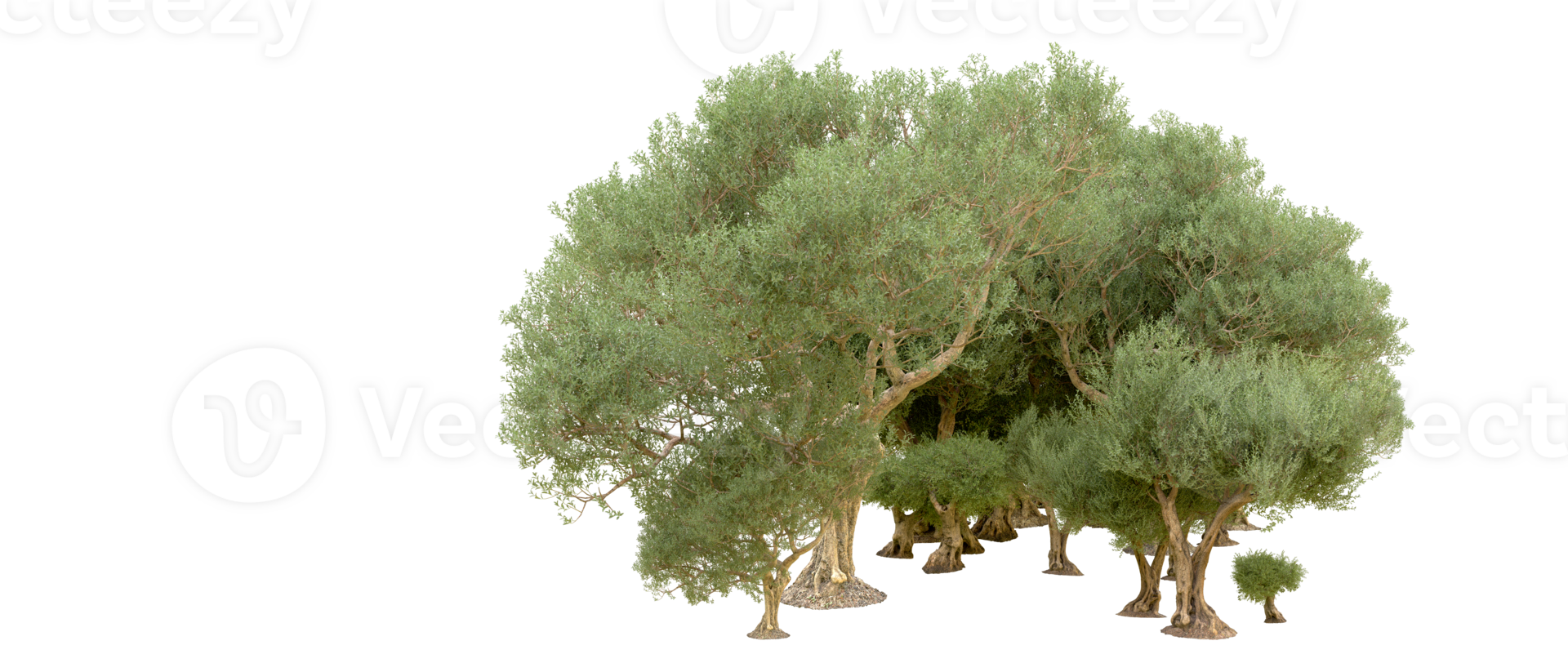 Green forest isolated on background. 3d rendering - illustration png