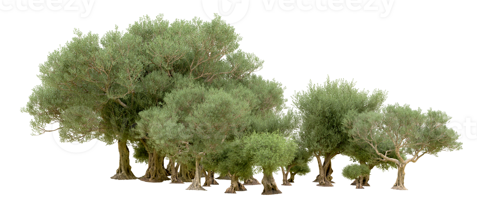 Green forest isolated on background. 3d rendering - illustration png