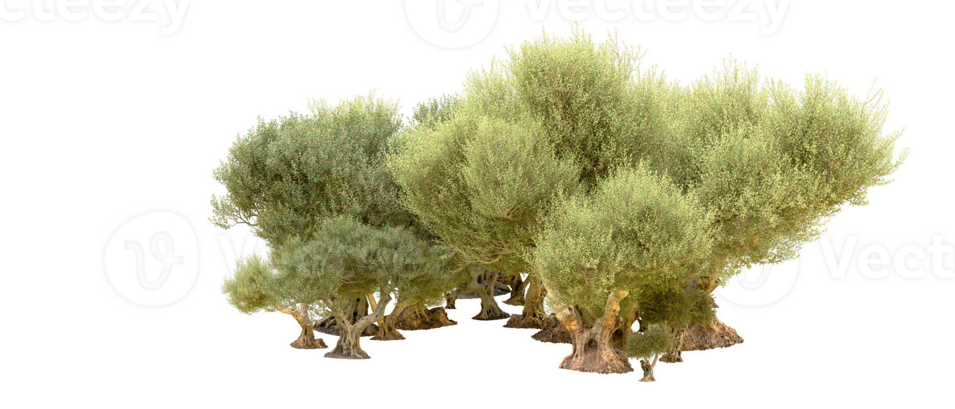 Green forest isolated on background. 3d rendering - illustration png